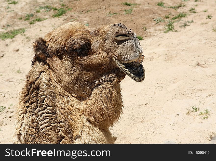 Camel with a funny smile and flies on nose. Camel with a funny smile and flies on nose