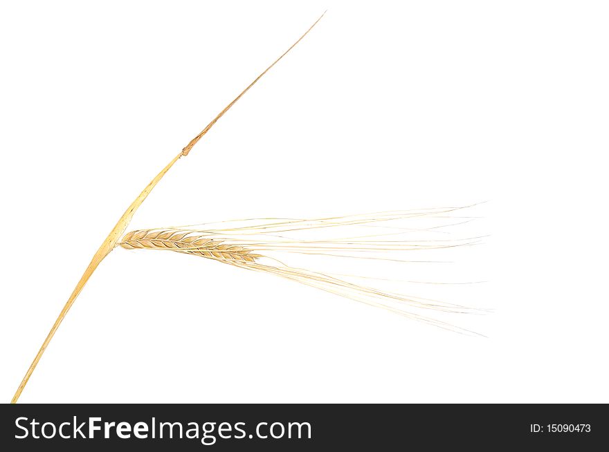 Isolated Bunch Of Wheat