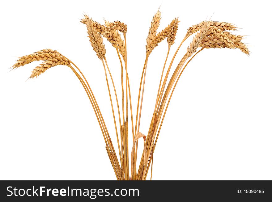 Isolated bunch of golden wheat ear after the harvest. Isolated bunch of golden wheat ear after the harvest.