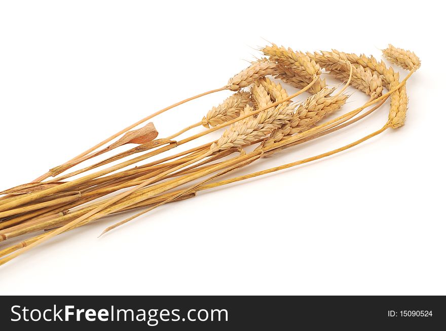 Isolated bunch of golden wheat ear after the harvest. Isolated bunch of golden wheat ear after the harvest.