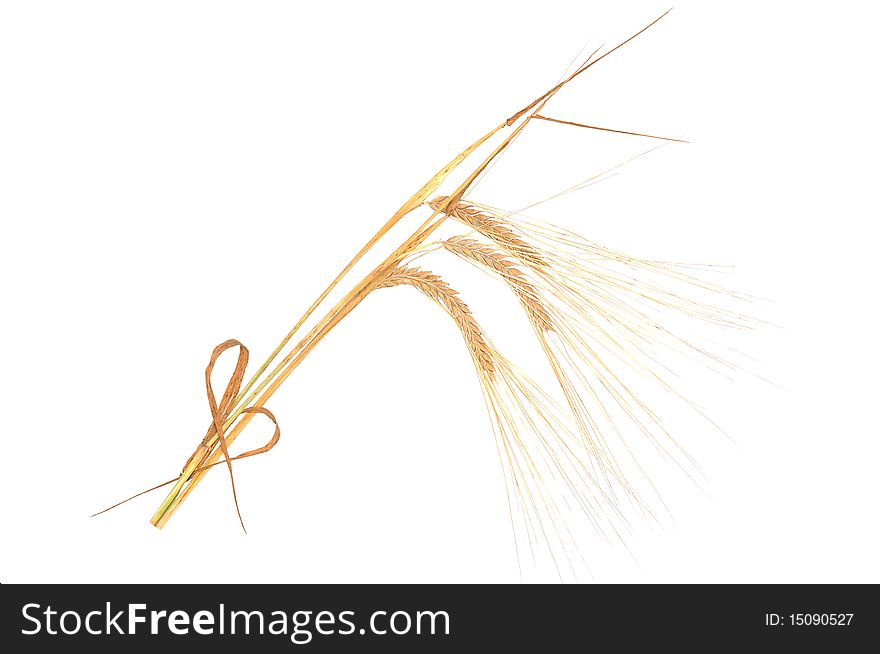 Isolated bunch of golden wheat ear after the harvest. Isolated bunch of golden wheat ear after the harvest.