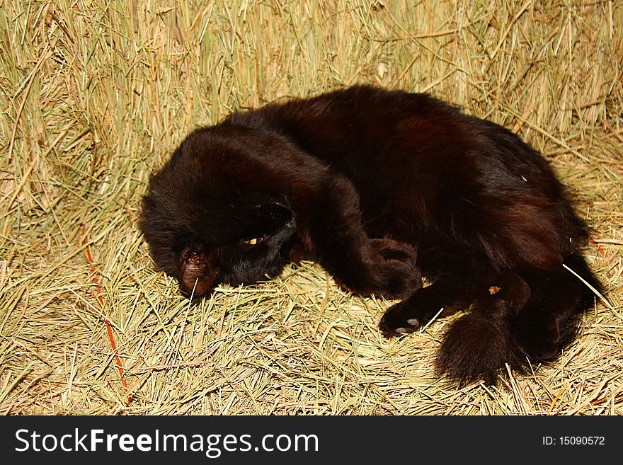 Cat sleeping on hay