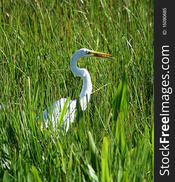 White Egret in Grass