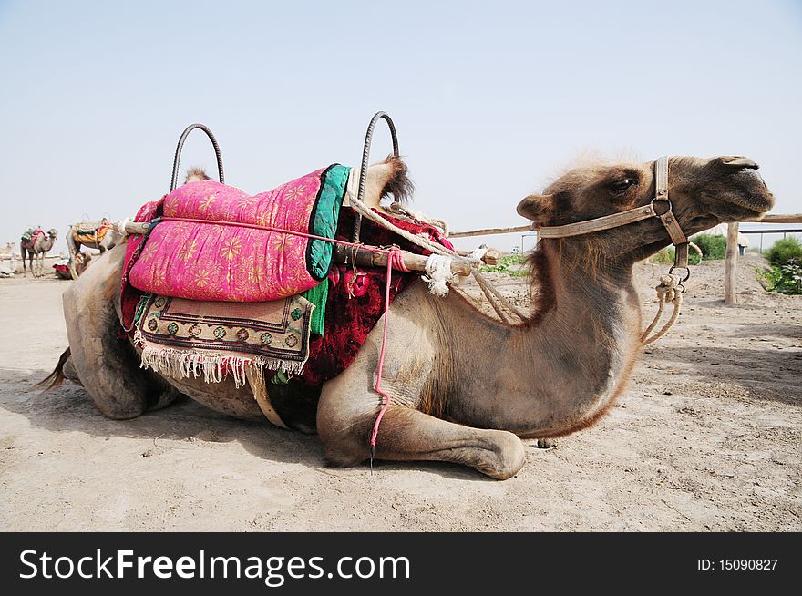 A camel lying on the desert oasis sand,Sinkiang,West China. A camel lying on the desert oasis sand,Sinkiang,West China.