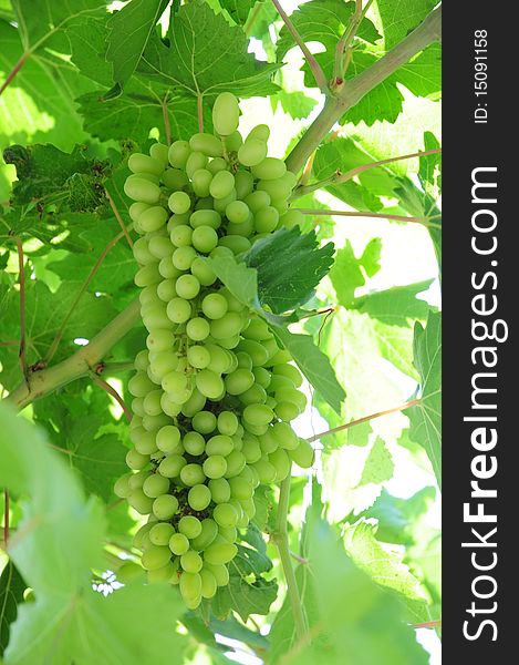 Green grape on vine