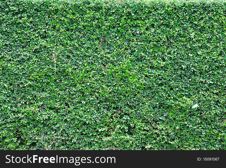 Green grass color wall background. Green grass color wall background