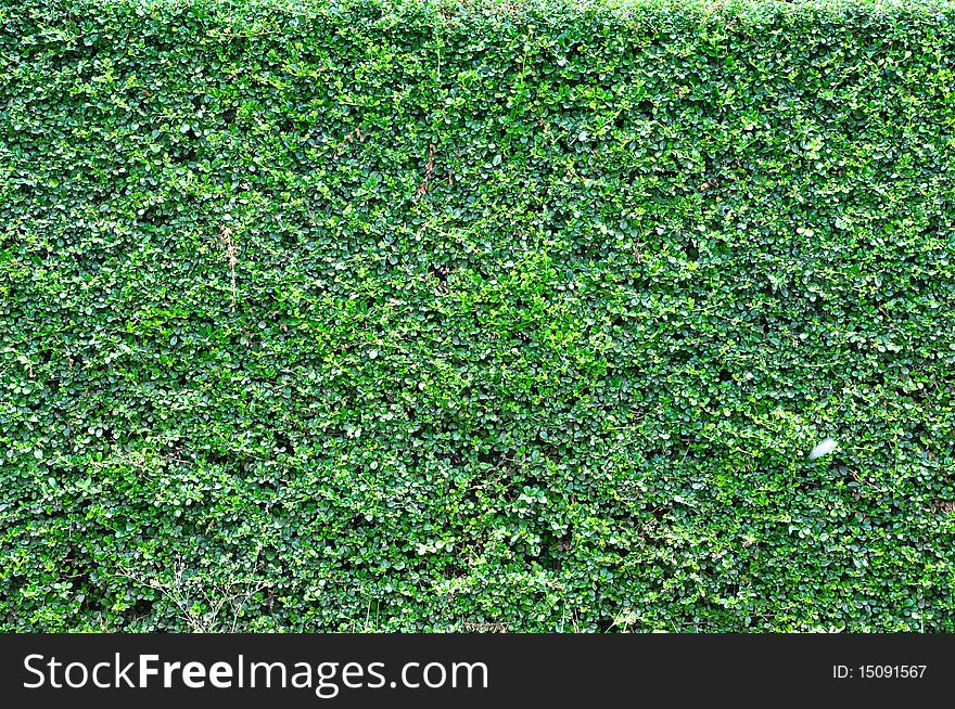 Green Wall Background