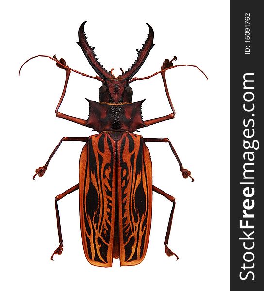 Big Orange And Black Horned Beetle