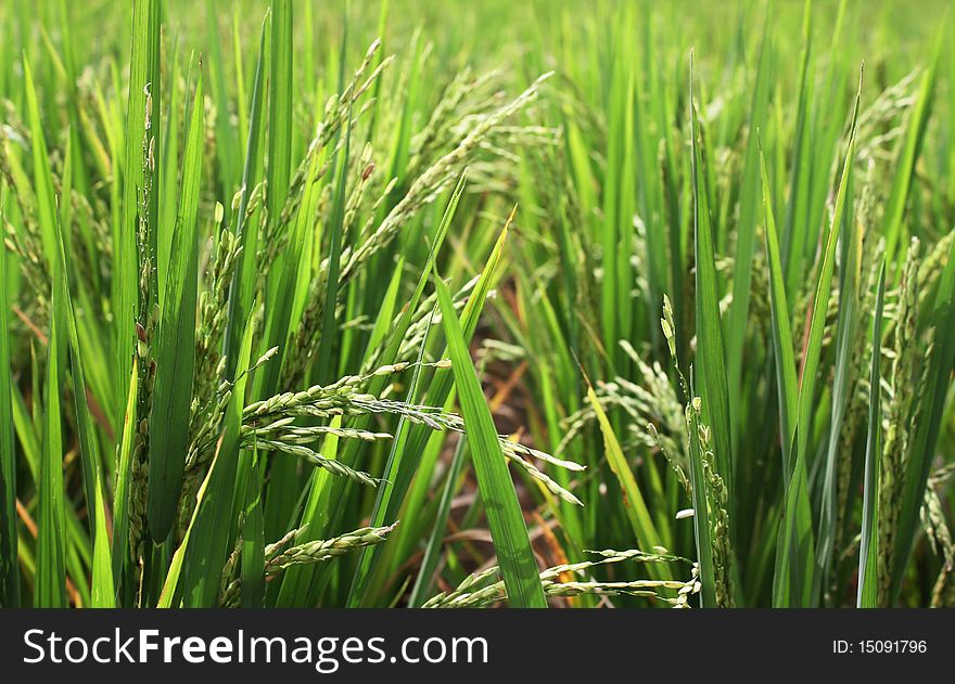 A photograph of a green paddy field