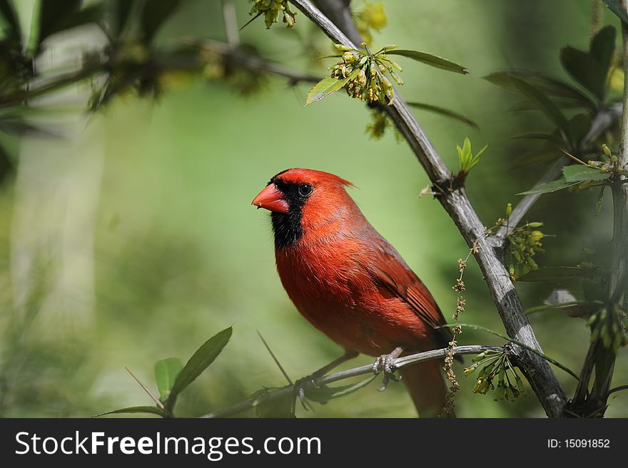 A very high resolution photograph of a male Cardinal in the Central Park, New York City. A very high resolution photograph of a male Cardinal in the Central Park, New York City