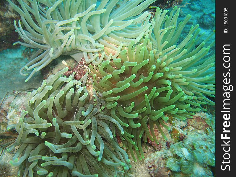 Colony of Giant Sea Anemone living together. Colony of Giant Sea Anemone living together.