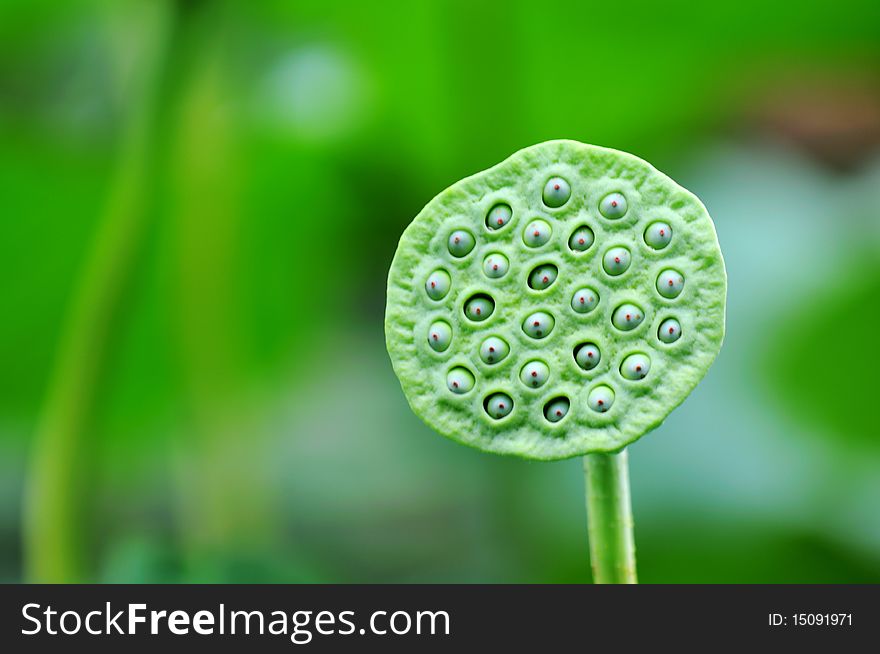 Close-up of lotus seeds.