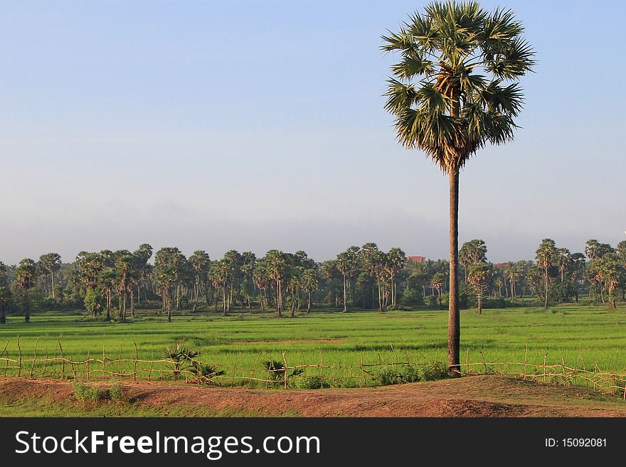 Cambodian palm tree in Kampong Cham district.