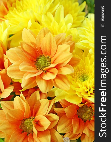 Yellow and orange daisies for greeting cards.