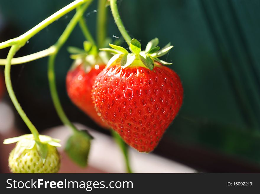 Red strawberry in village garden