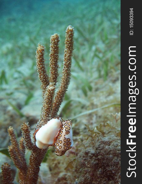 Two Flamingo Tongue snails climbing around, mantles visible under their shells.  Possible mating behavior. Two Flamingo Tongue snails climbing around, mantles visible under their shells.  Possible mating behavior.