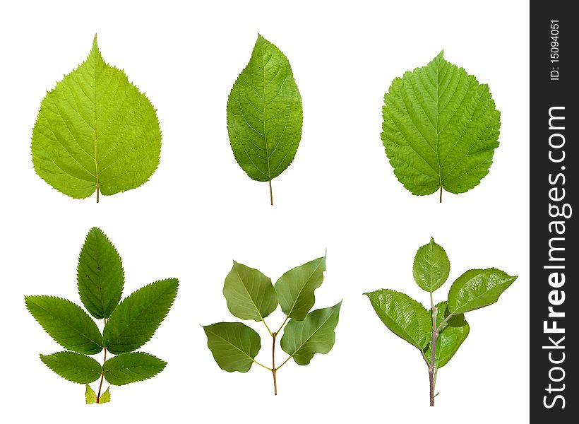 Leaves of different plants are shown in the picture. Leaves of different plants are shown in the picture.