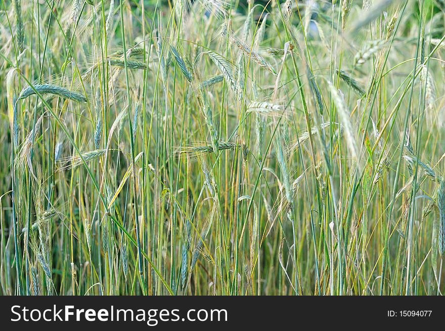 Close up of a field of cereal