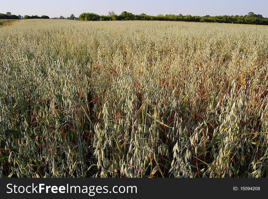 Field of oat for grain. Often this cereal cultivate for forage.
