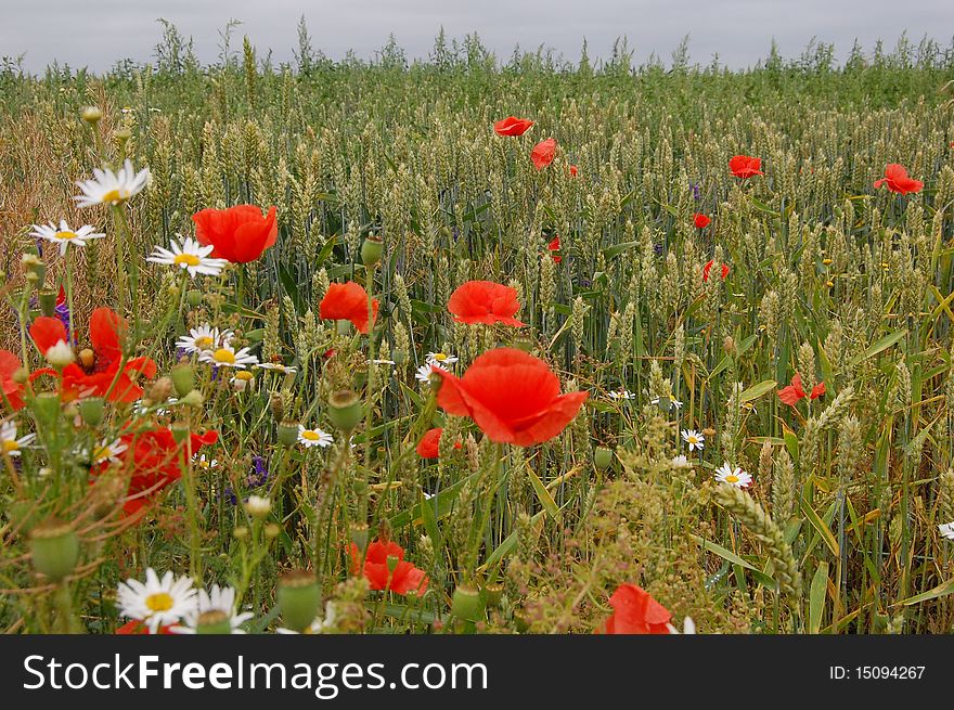 Beginning of field with wheat and poppies. Beginning of field with wheat and poppies.