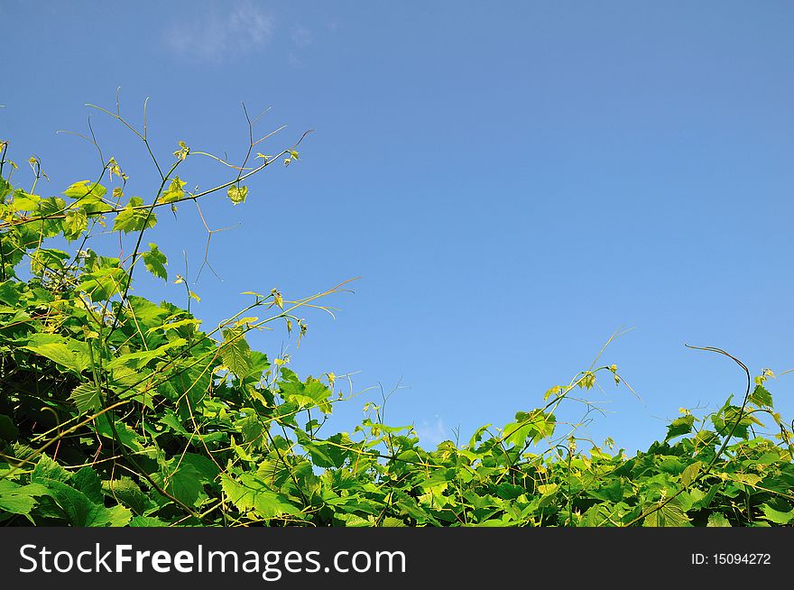 Vineyard on the background of the sky. Vineyard on the background of the sky