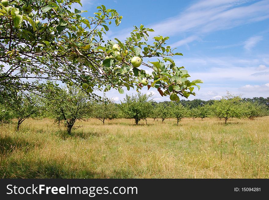 Apple trees and branch with small apples.