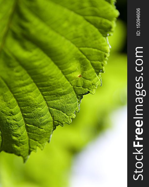 Macro photo of green leaf fragment