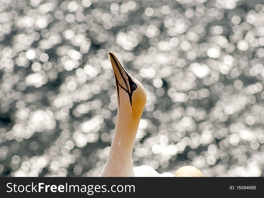 Northern Gannet close-up in sunny weather on a sandstone cliff at Helgoland island in the North Sea, Germany. Northern Gannet close-up in sunny weather on a sandstone cliff at Helgoland island in the North Sea, Germany.