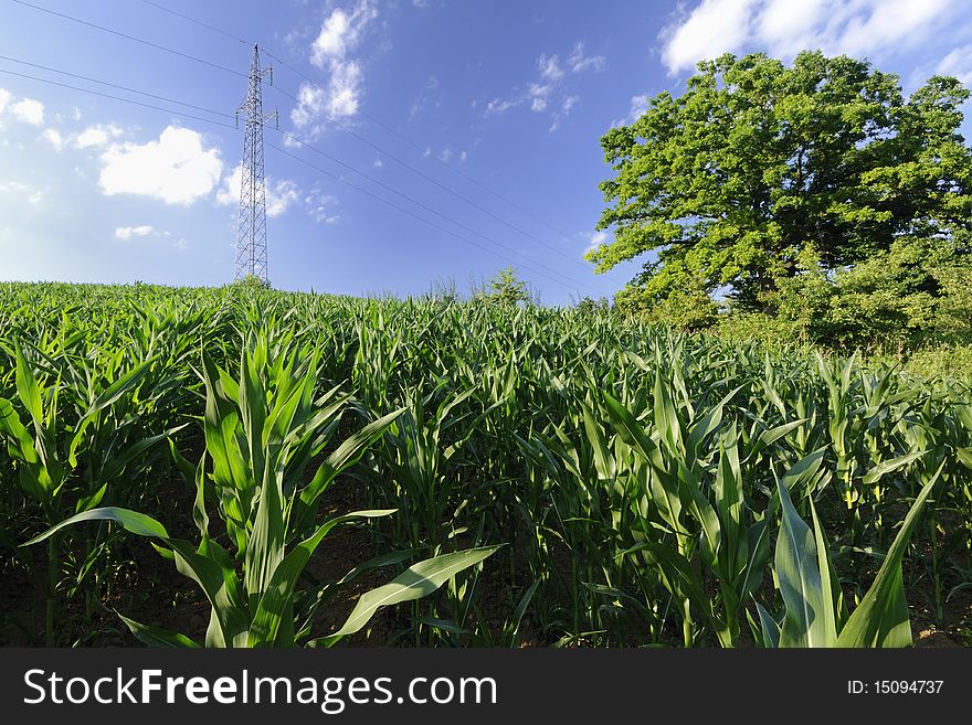 A field of green corn under a blue sky. A field of green corn under a blue sky