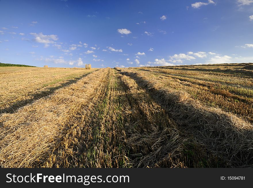 Wheat field on the hillside after harvest. Wheat field on the hillside after harvest