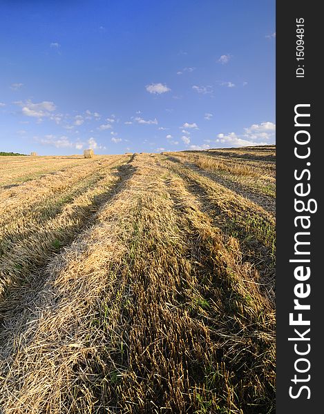 Wheat field on the hill after harvest. Wheat field on the hill after harvest