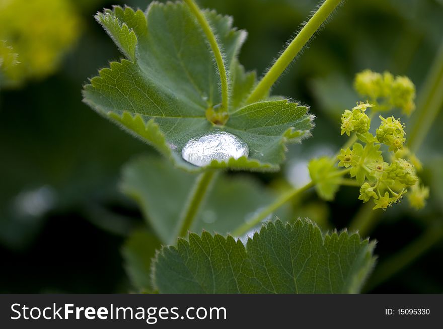 Rain water on green leafs after rain. Rain water on green leafs after rain