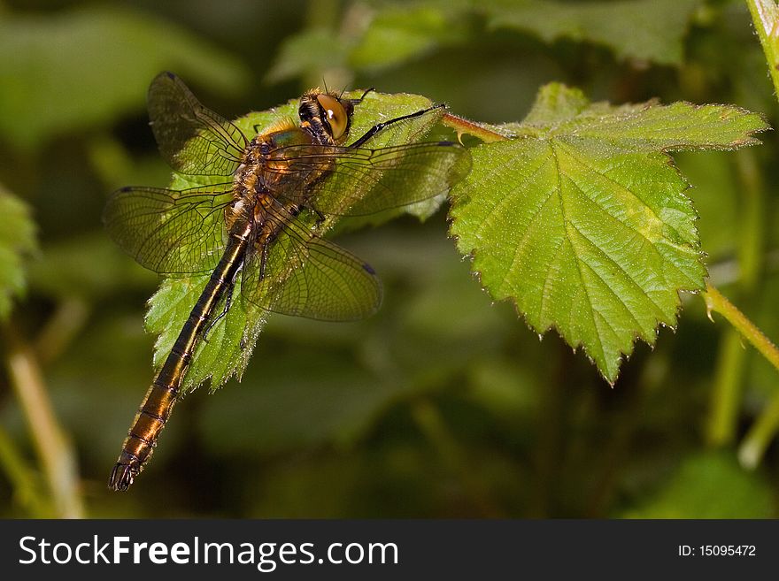 Dragon fly on a blackberry