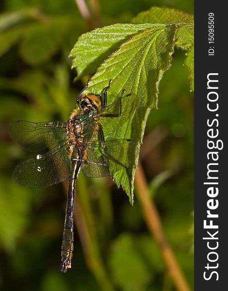 In the early morning a Dragon fly on a leaf of a blackberry. In the early morning a Dragon fly on a leaf of a blackberry