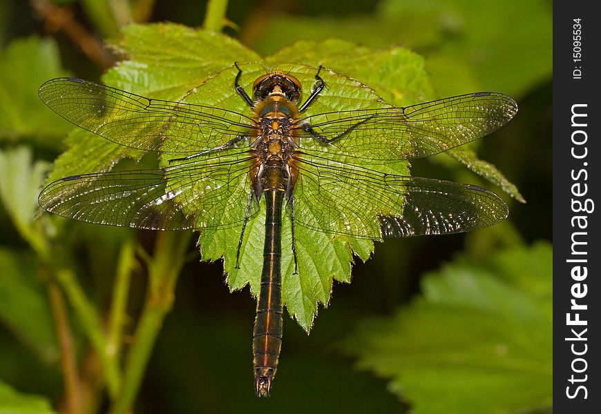 In the early morning a Dragon fly on a leaf of a blackberry. In the early morning a Dragon fly on a leaf of a blackberry