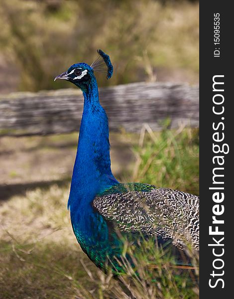 A profile of a Peacock in a wildlife park