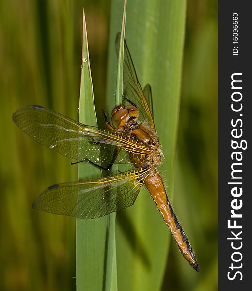 The Scarce Chser is warming up in the sun. The Scarce Chser is warming up in the sun