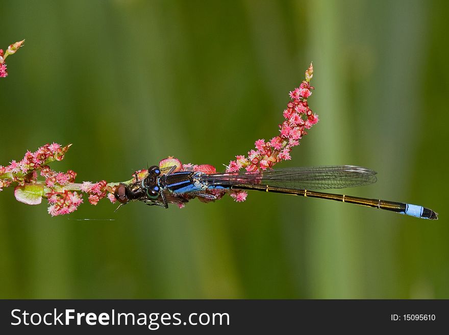 Blue-tailed Damselfly