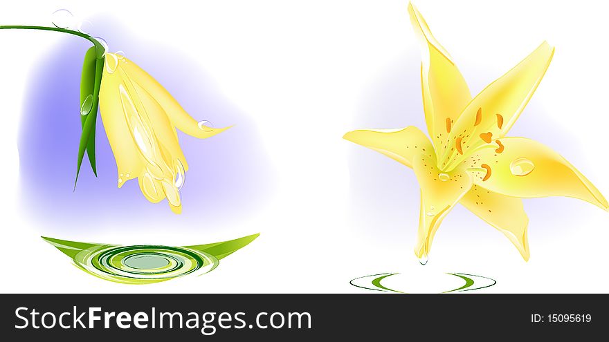 Vector illustration of yellow lilies