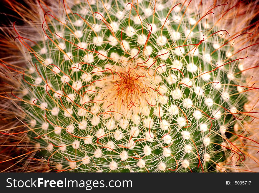 Orange Cactus in the garden