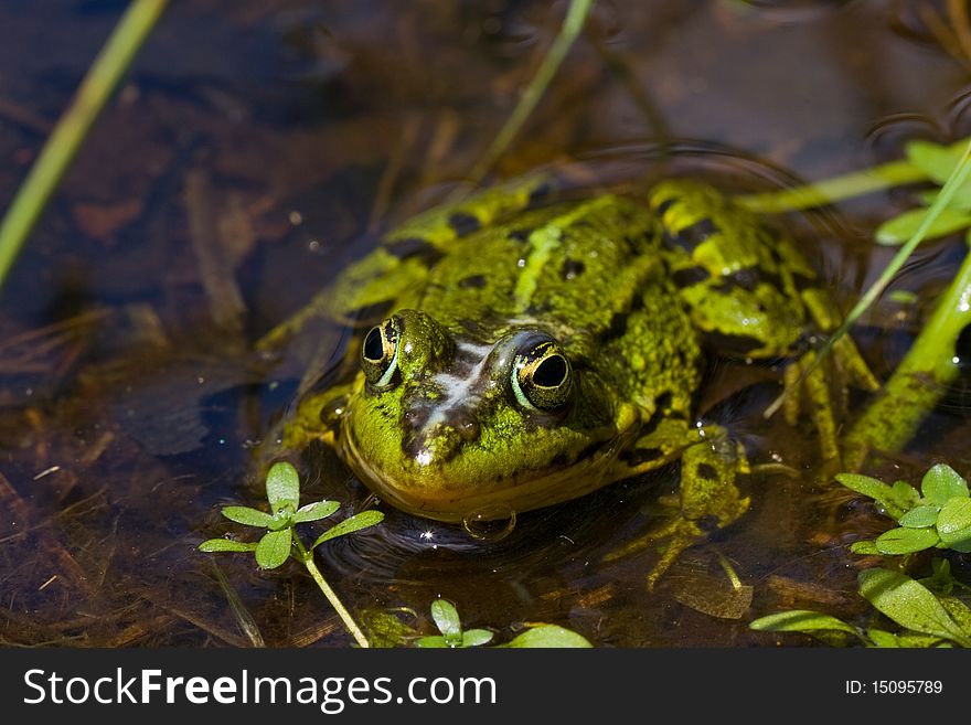 Green frog focused on me