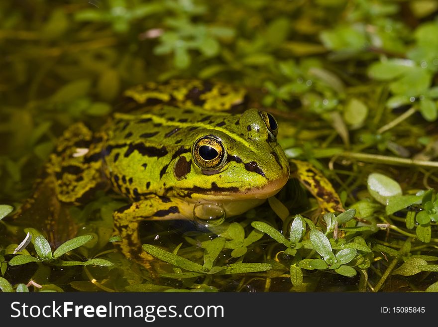 Green frog laying in the pool