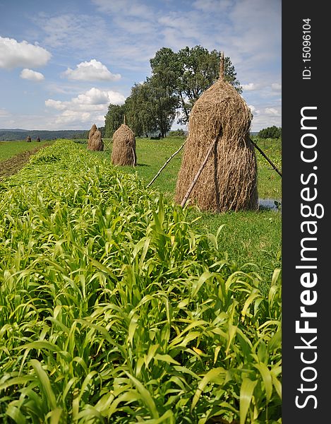 A summer rural landscape with young corn and haystacks. A summer rural landscape with young corn and haystacks.