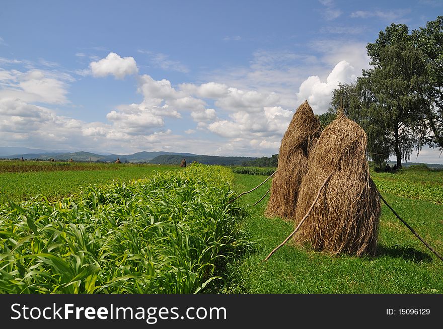 A summer rural landscape with young corn and haystacks. A summer rural landscape with young corn and haystacks.