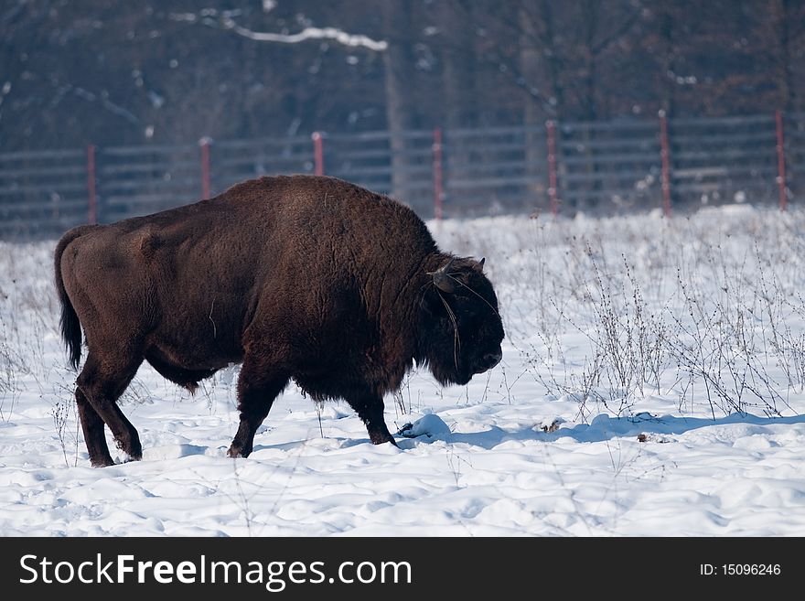 European Bison (Bison bonasus) in winter
