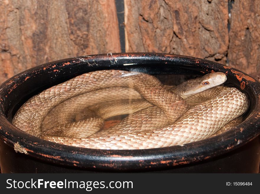 Western Four Lined Snake (elaphe quatorlineata)
