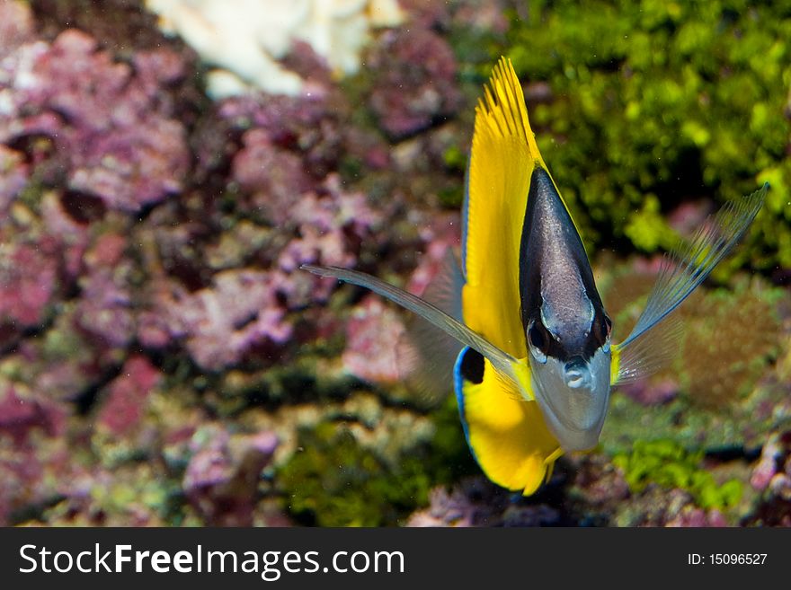 Longnose Butterflyfish front view, in Aquarium