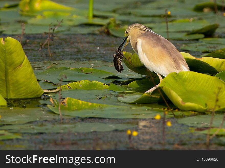 Squacco Heron (ardeola ralloides) with a frog in beak
