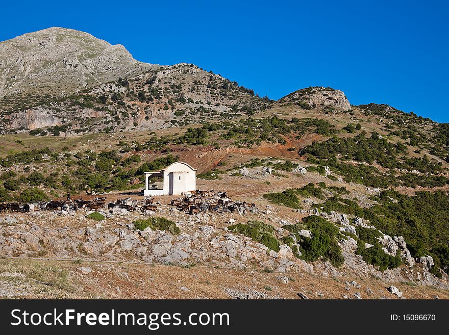 Small chapel surrounded by goats nearby Stymfalia, Greece. Small chapel surrounded by goats nearby Stymfalia, Greece.