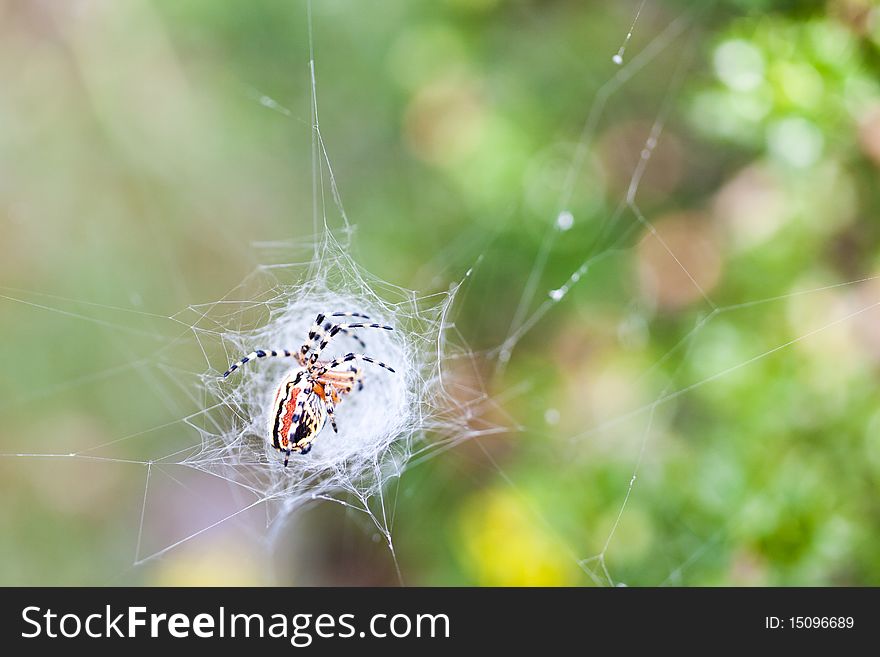 Colorful spider building his web in the nature. Colorful spider building his web in the nature